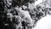 4th Jan 2020 - Pretty Snow