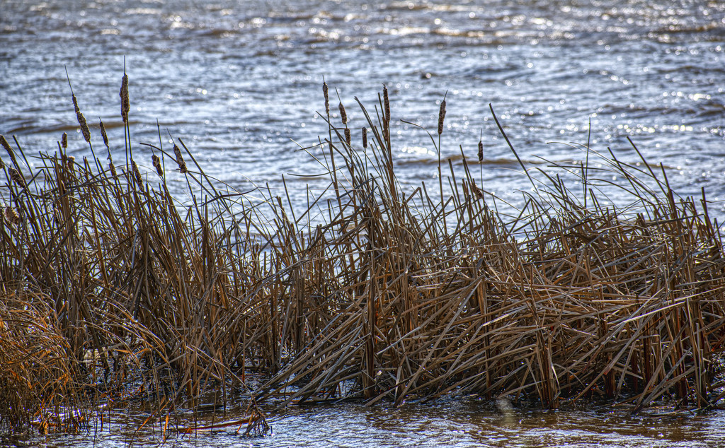Lake Grasses by k9photo