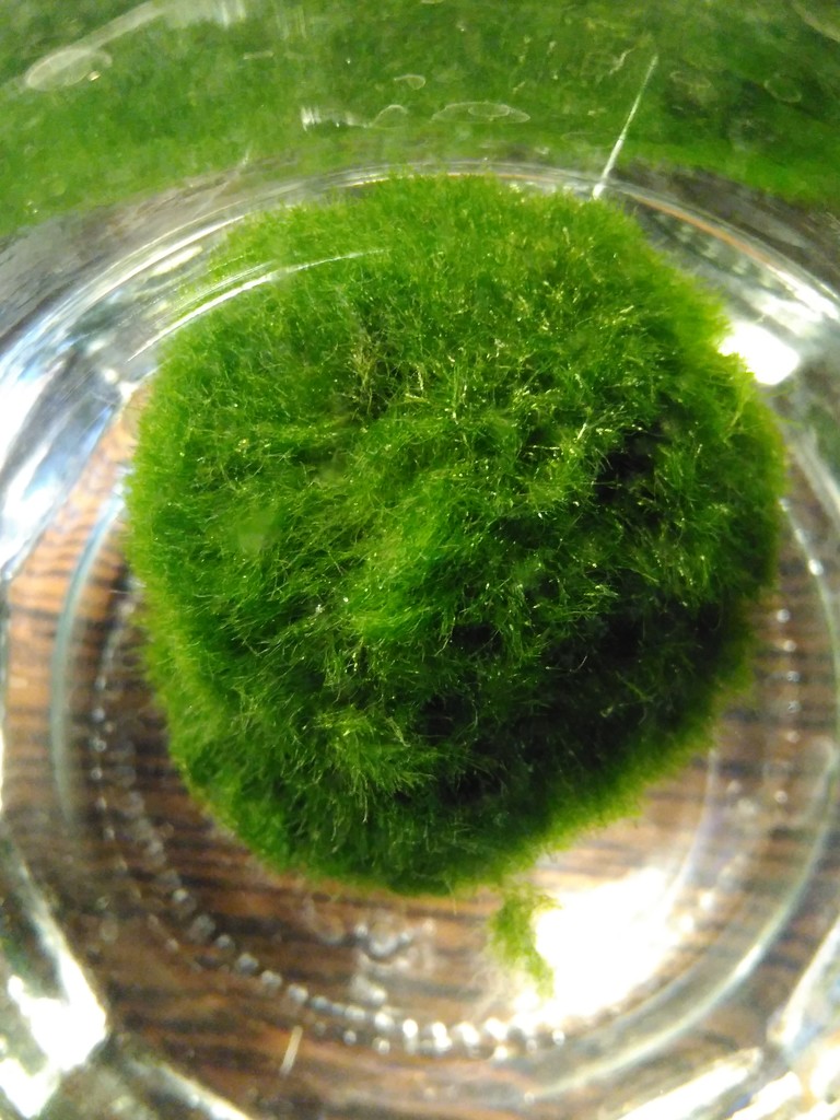 My new moss ball by gabis