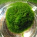 My new moss ball by gabis