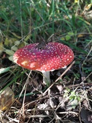 13th Oct 2019 - Toadstool