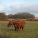 Highland cattle. by gijsje
