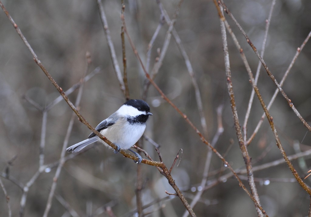 Black Capped Chickadee by frantackaberry