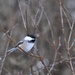 Black Capped Chickadee by frantackaberry