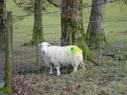 4th Jan 2020 - a sheep