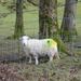a sheep by anniesue