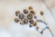 4th Jan 2020 - Burrs in Abstract