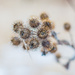 Burrs in Abstract by mgmurray