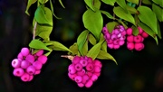 5th Jan 2020 - Lilly Pilly Berries ~