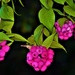 Lilly Pilly Berries ~ by happysnaps