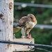 Juvie Red-Tailed Hawk enjoy dinner by nicoleweg