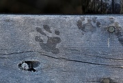2nd Jan 2020 - Footprints in the Frost