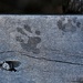 Footprints in the Frost by lynnz