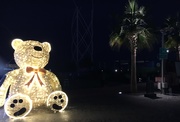 7th Jan 2020 - Dubai Bear