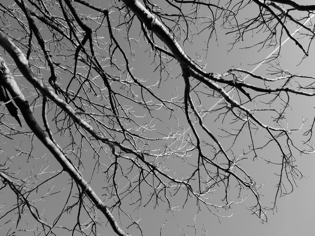 Looking up : branches by etienne
