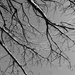 Looking up : branches by etienne