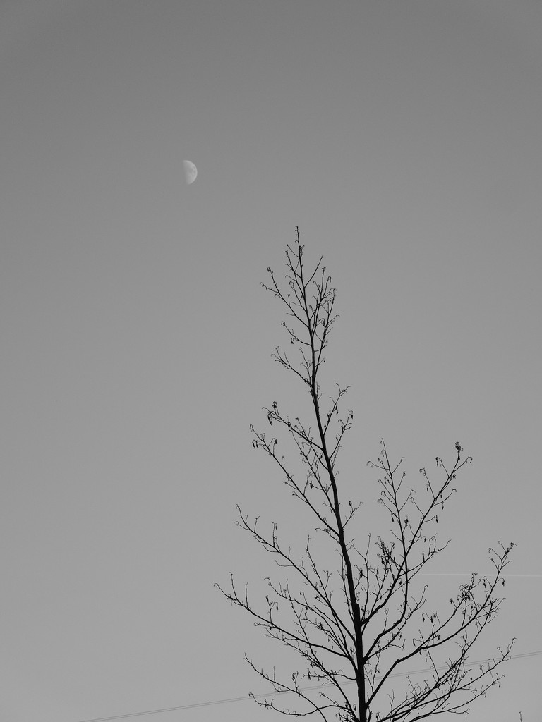 Looking up : the sapling and the moon by etienne