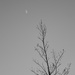Looking up : the sapling and the moon by etienne