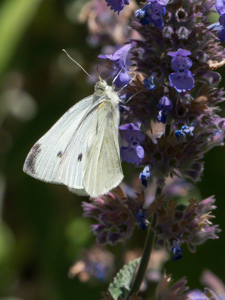 Cabbage White Butterfly by gosia