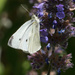 Cabbage White Butterfly by gosia