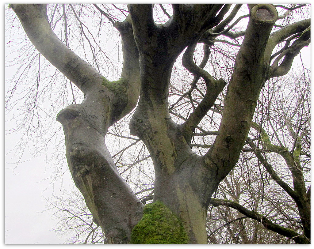 Strong Beech branches. by grace55