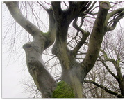 5th Jan 2020 - Strong Beech branches.