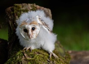 5th Jan 2020 - Barn Owl Chick 