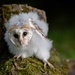 Barn Owl Chick  by shepherdmanswife