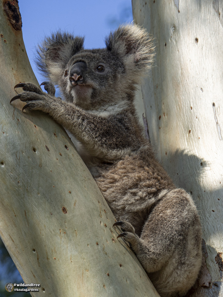 an olympus Angel by koalagardens