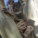 an olympus Angel by koalagardens