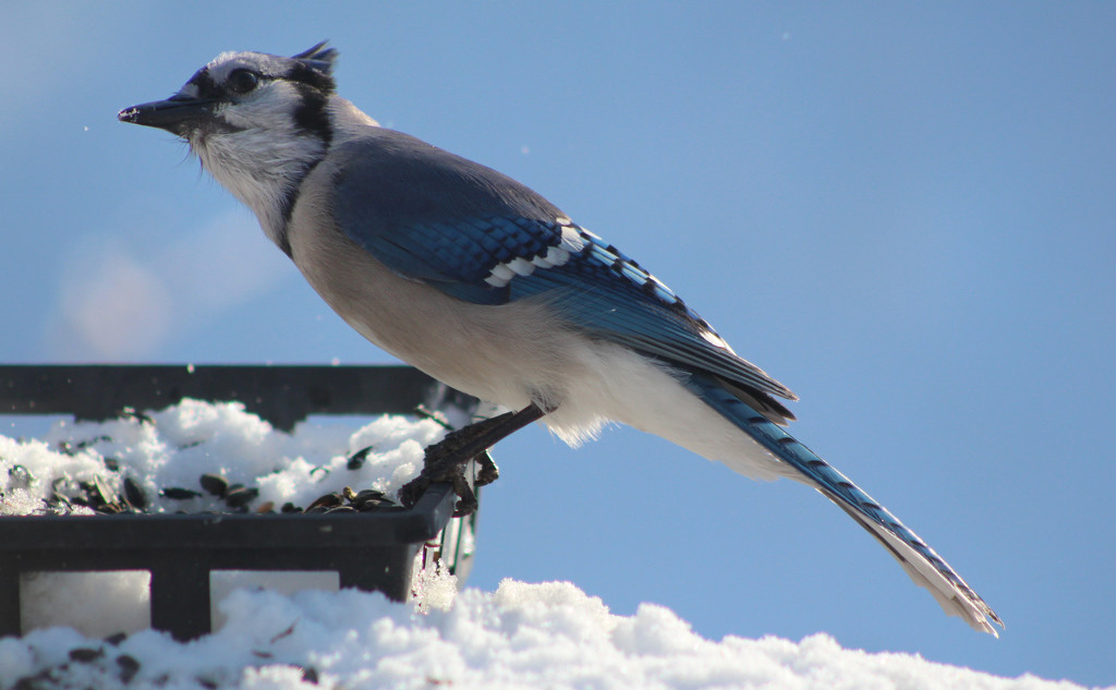 Snowy Day Seeds by paintdipper