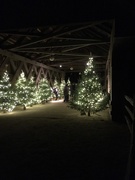 31st Dec 2019 - Christmas Trees in the covered bridge