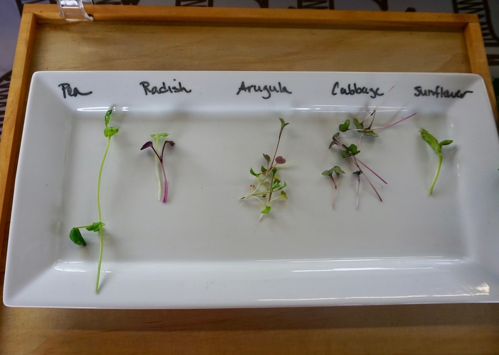 A Lesson in Microgreens by allie912