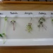 A Lesson in Microgreens by allie912