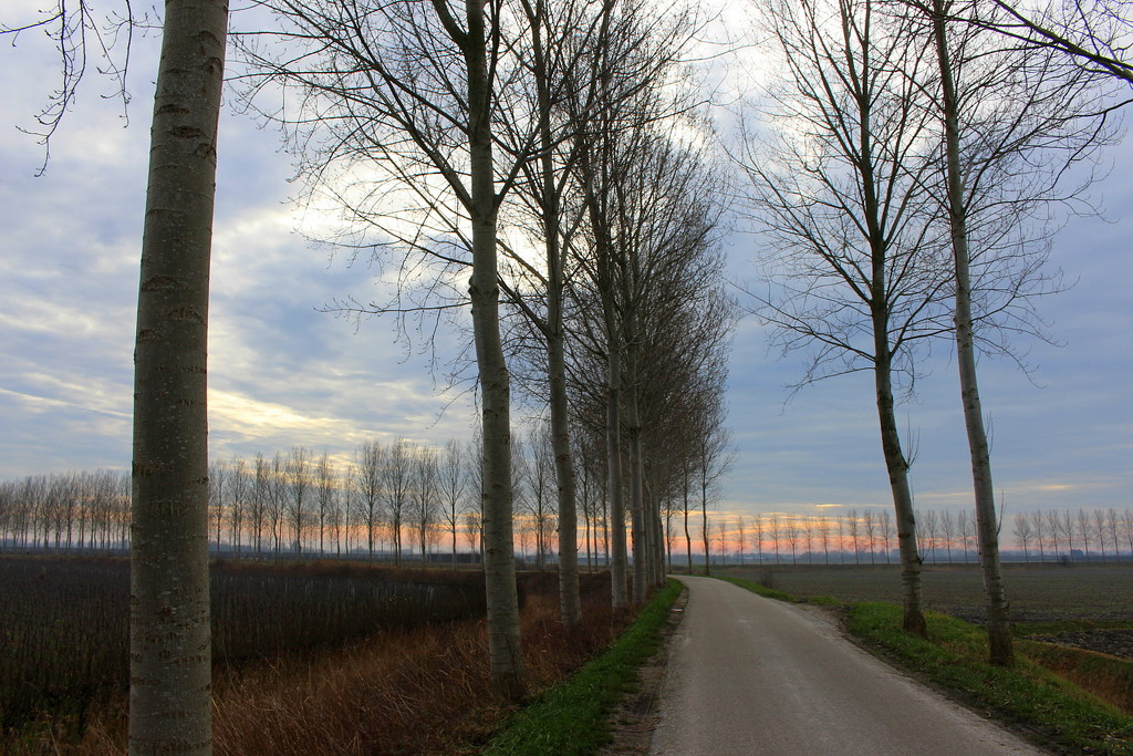 Trees along an old dyke road by pyrrhula