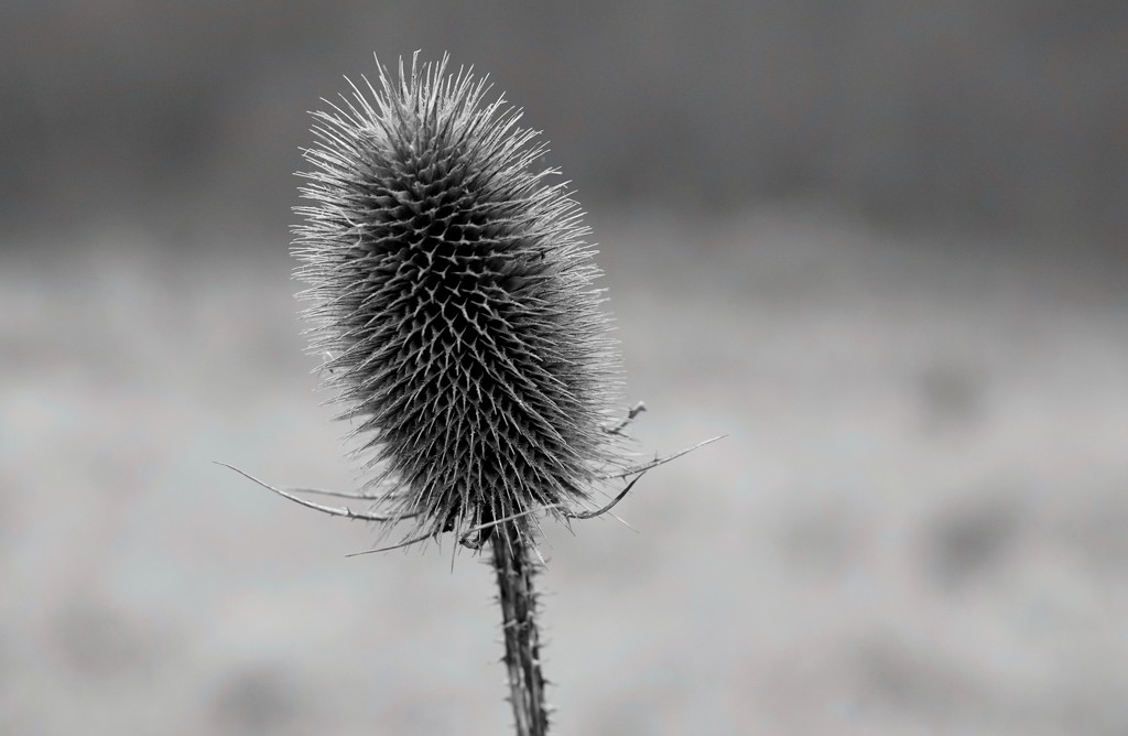 Winter Teasel  by phil_howcroft