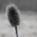 Winter Teasel  by phil_howcroft