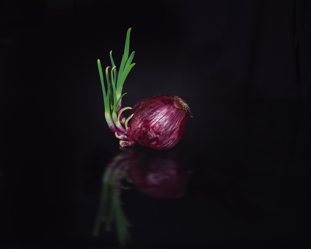 Red Onion Glamour by rosiekerr
