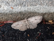 21st Oct 2019 - Moth at cinder block…