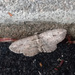 Moth at cinder block… by rhoing