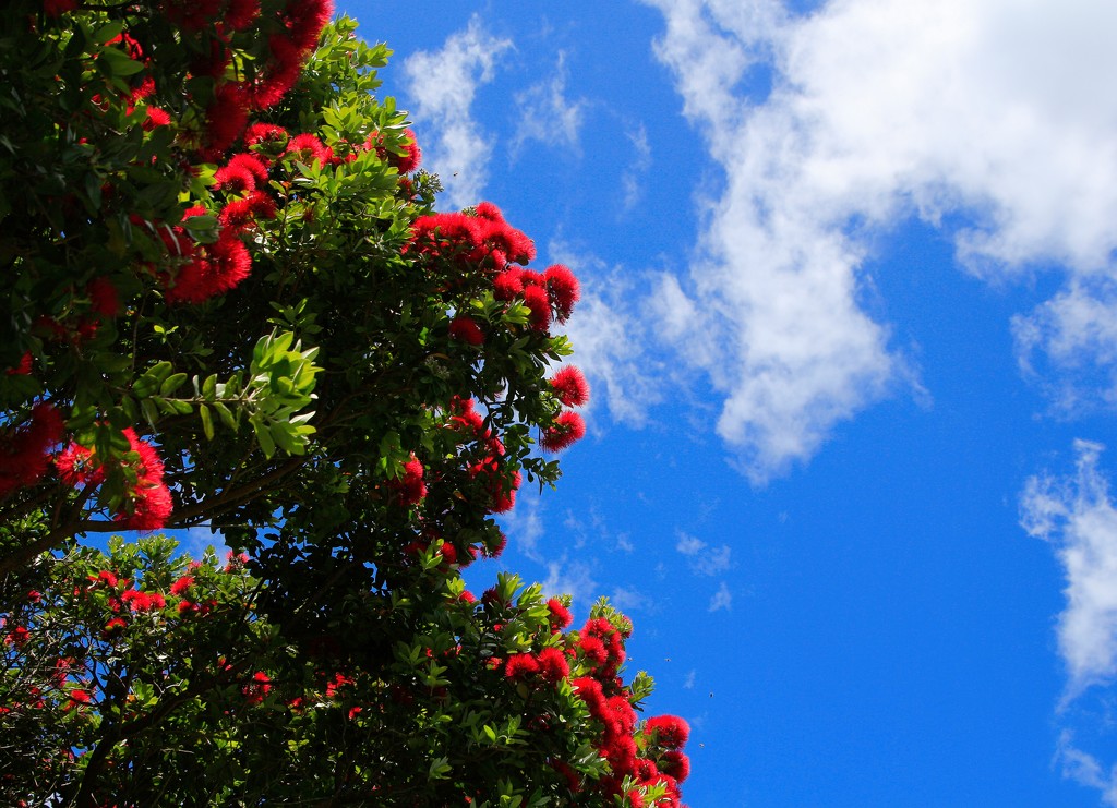 Blue skies on Boxing Day by kiwinanna