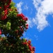 Blue skies on Boxing Day by kiwinanna
