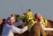 4th Jan 2020 - Camel race #3