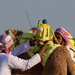 Camel race #3 by ingrid01
