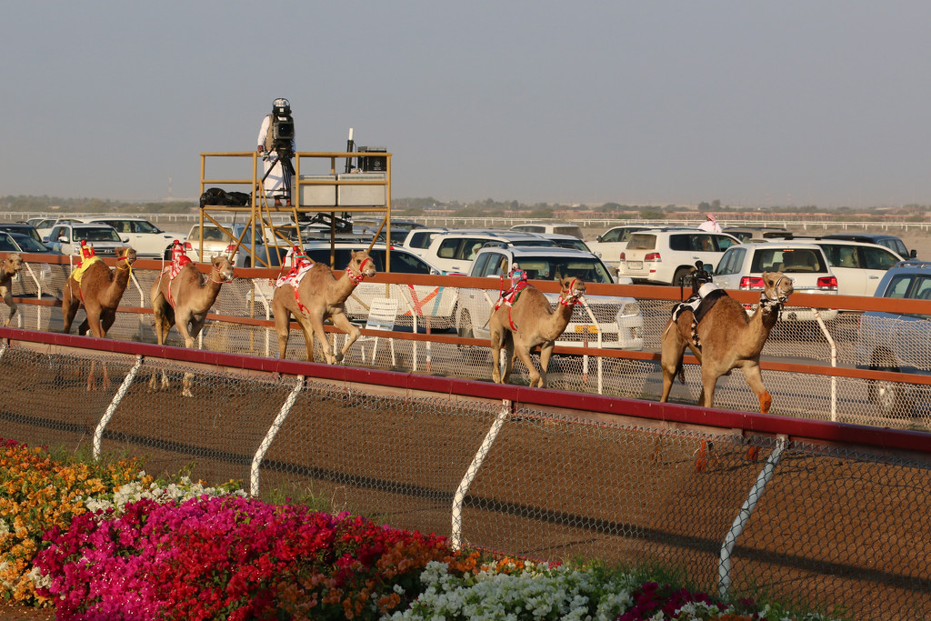 Camel race #2 by ingrid01