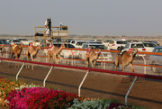 3rd Jan 2020 - Camel race #2