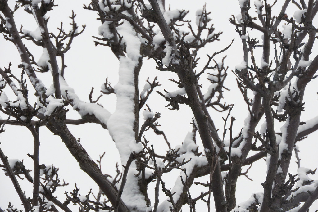 Snow on a tree by homeschoolmom