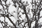 4th Jan 2020 - Snow on a tree