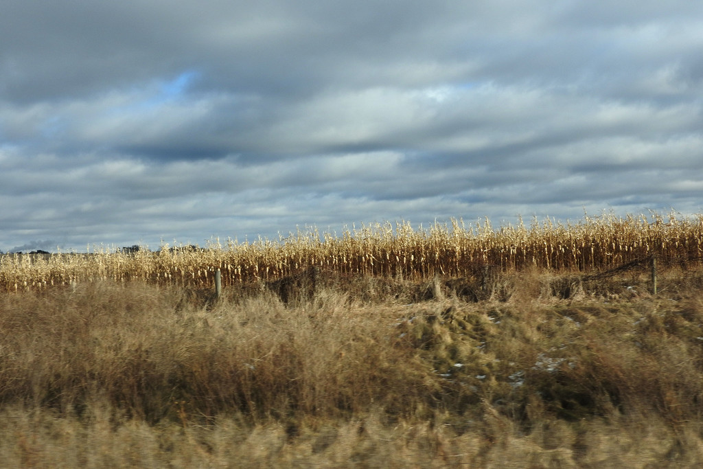 Corn and clouds by homeschoolmom