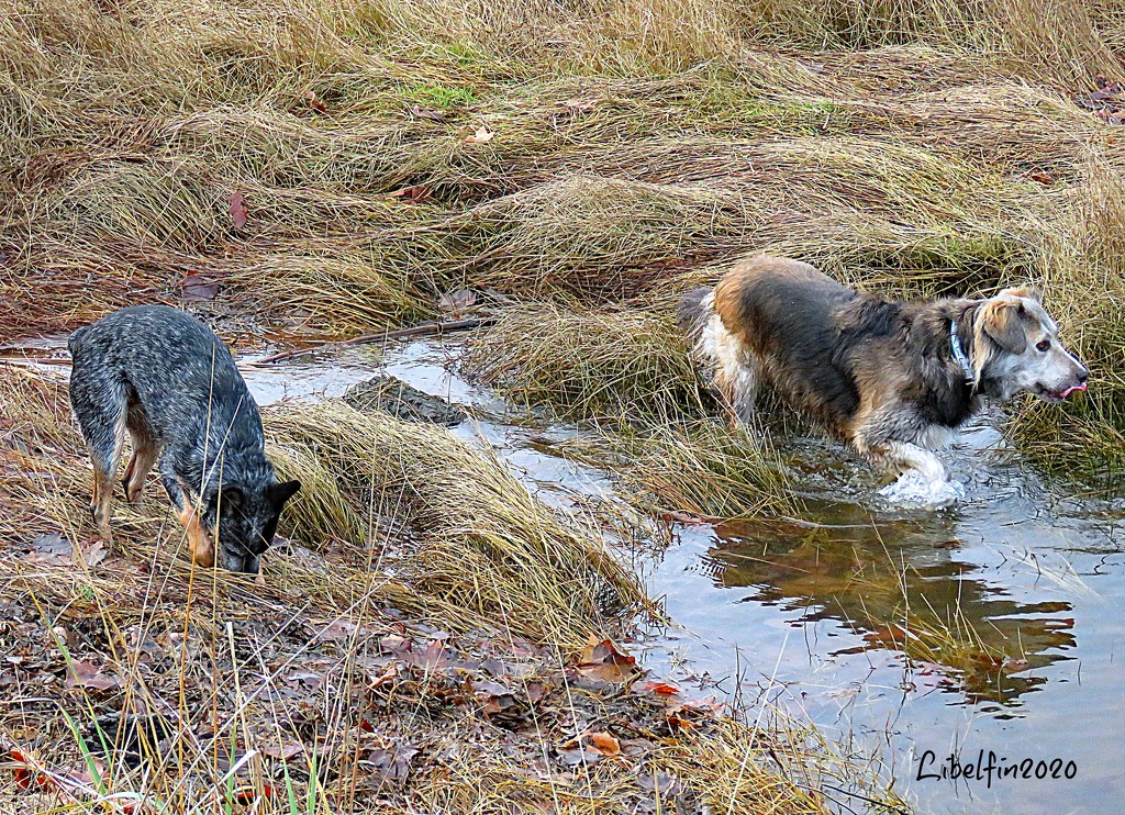 Lexie and Gus in the estuary by kathyo